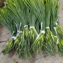 （推荐）蒜薹精品常年供货，保新鲜质量，供应超市，品质好
