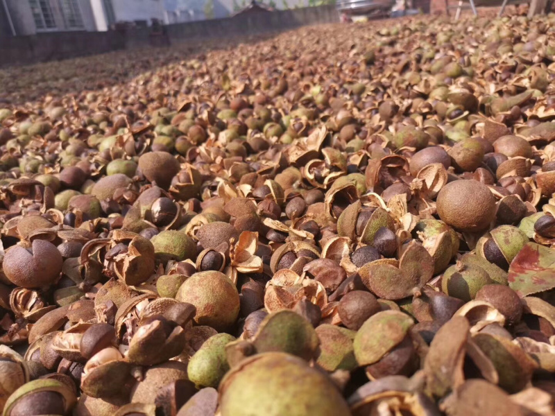 油茶籽山茶油茶籽产地直发，量大价优，质量保证