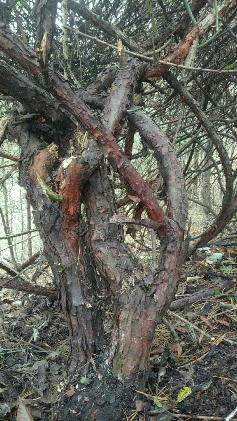 精品红刺藤下山桩可以嫁接月季玫瑰花，需要的老板联系