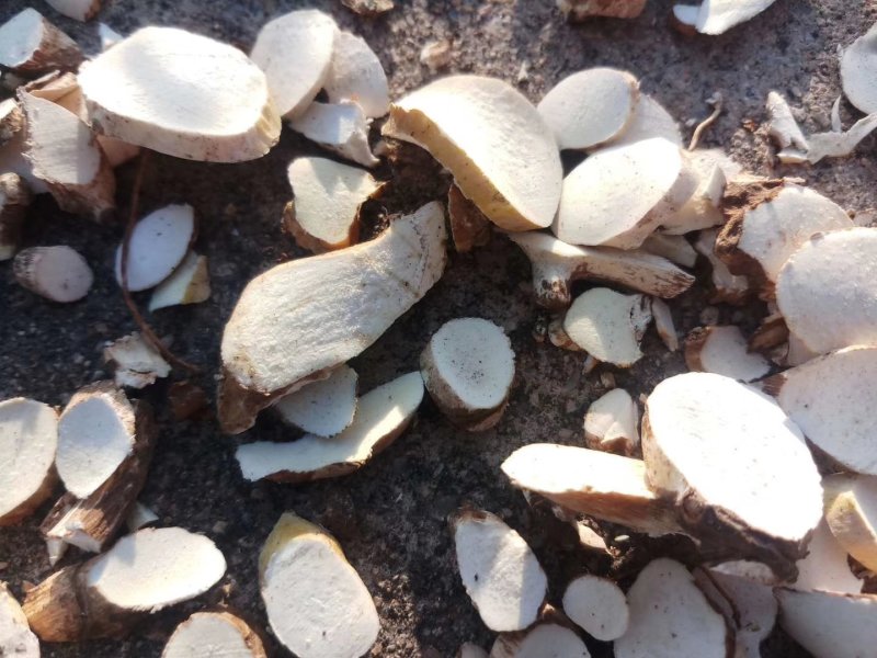 东北野生中药材穿山龙饮片