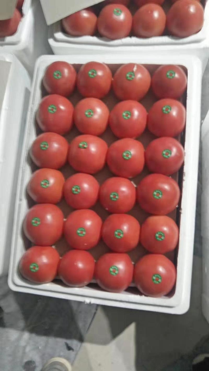 四川西红柿【优质商家精品硬粉】硬粉西红柿大棚粉果