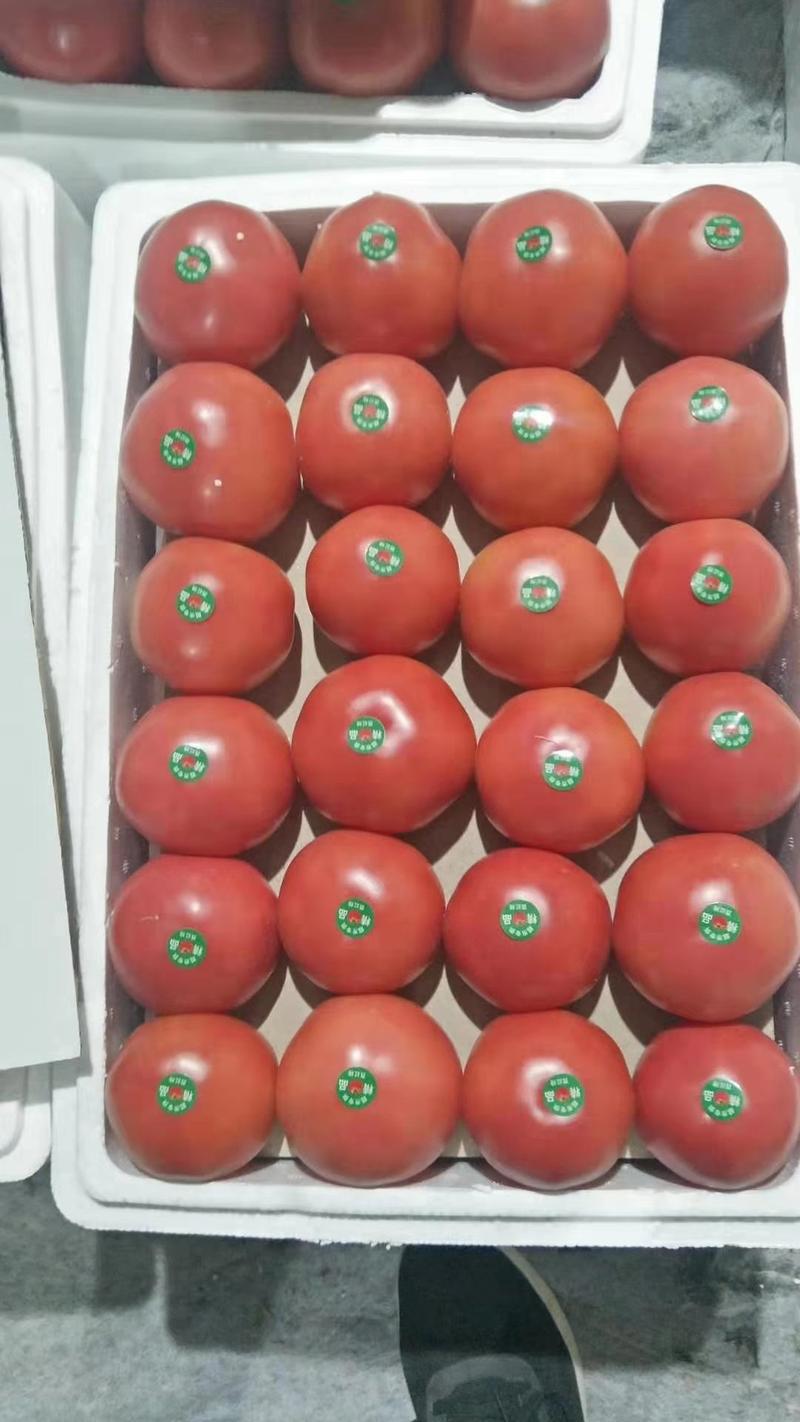 四川西红柿【优质商家精品硬粉】硬粉西红柿大棚粉果
