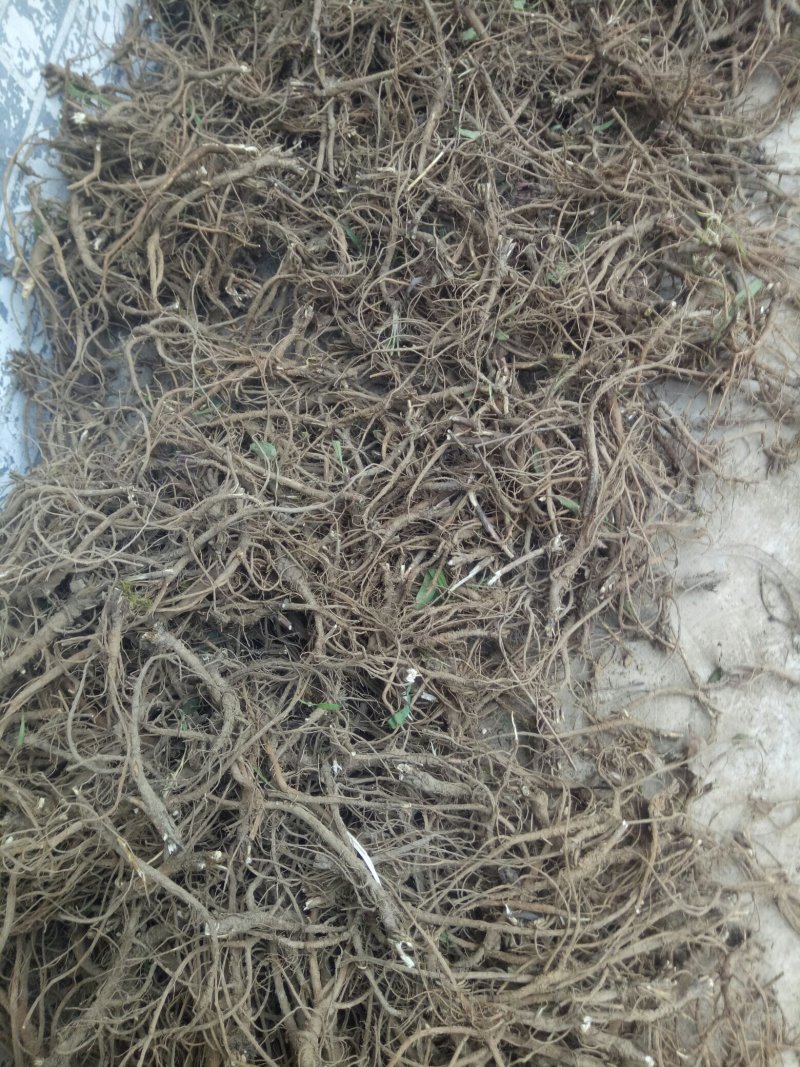 甘肃家种柴胡，无头柴胡，短头柴胡，产地直销，量大