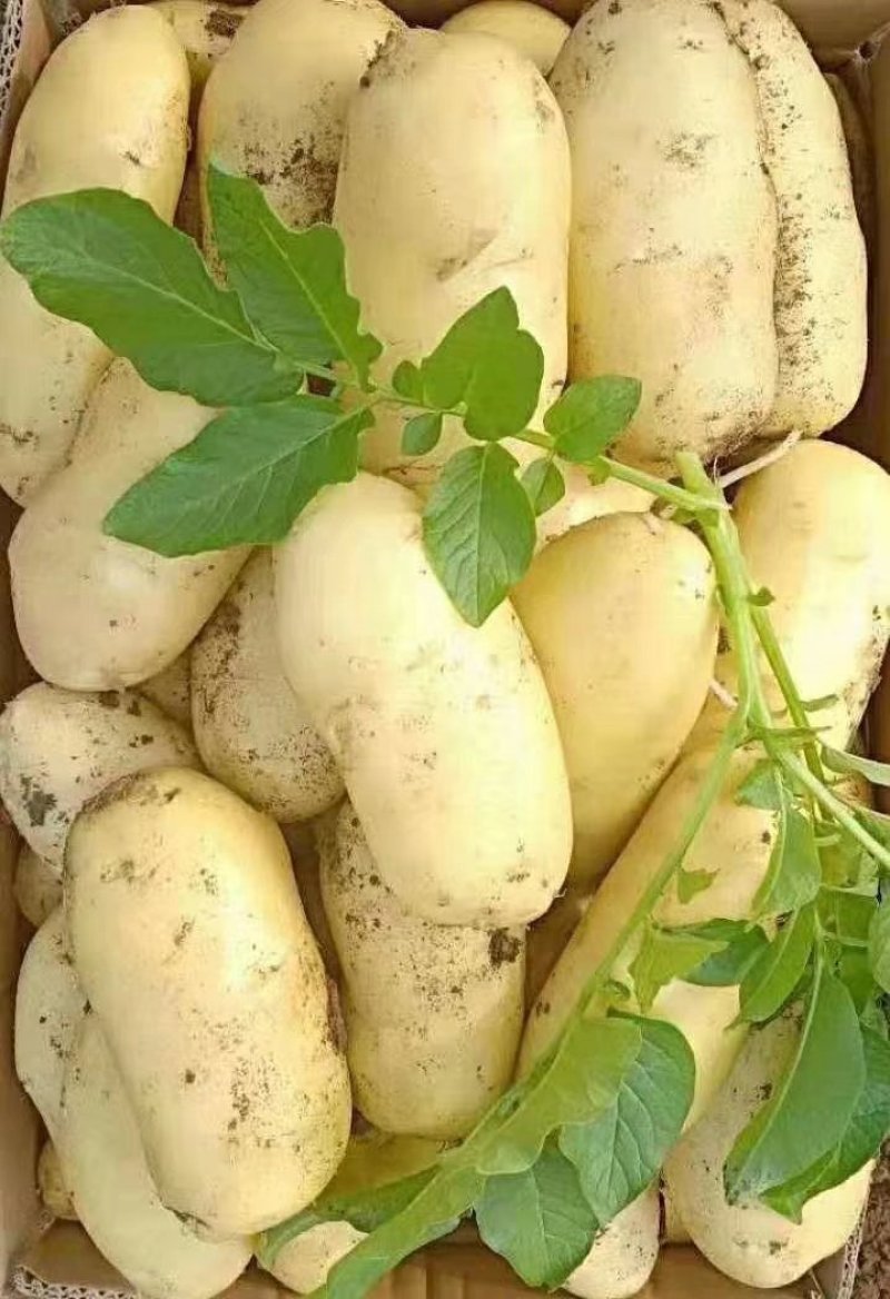 土豆希森V7，Ev系列土豆大量供应，产地直销，一手货源。
