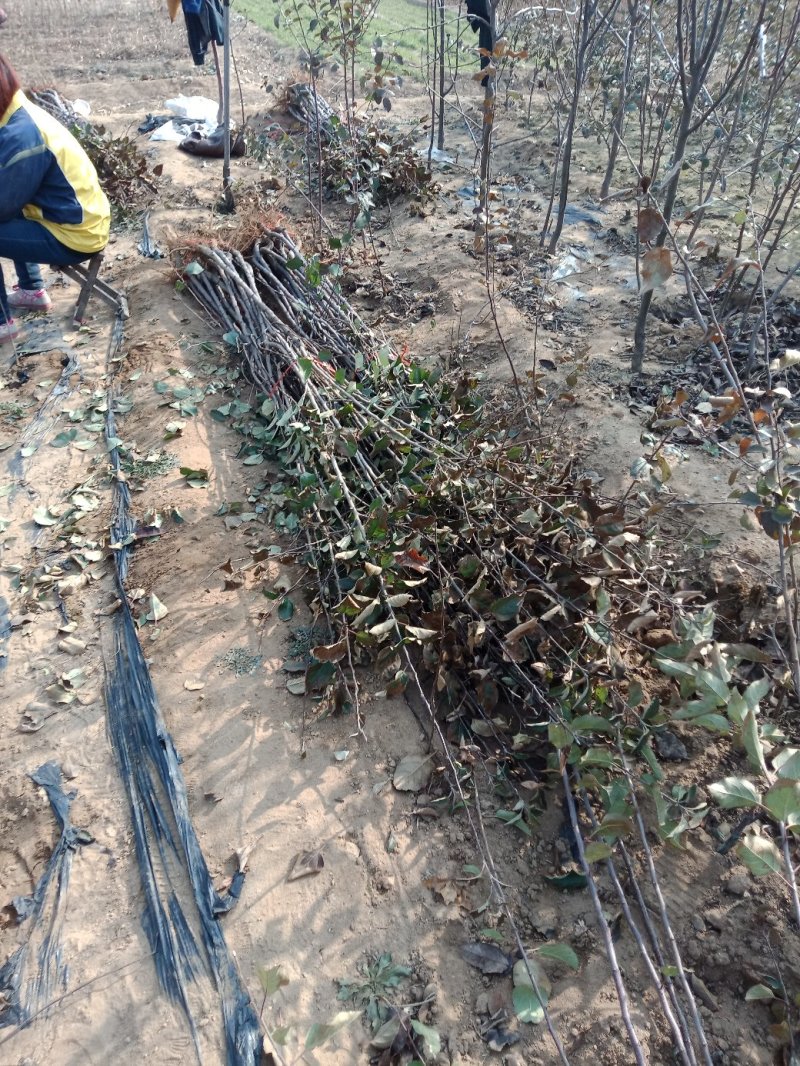 苹果树苗各种成苗，苹果原生苗，海棠苗