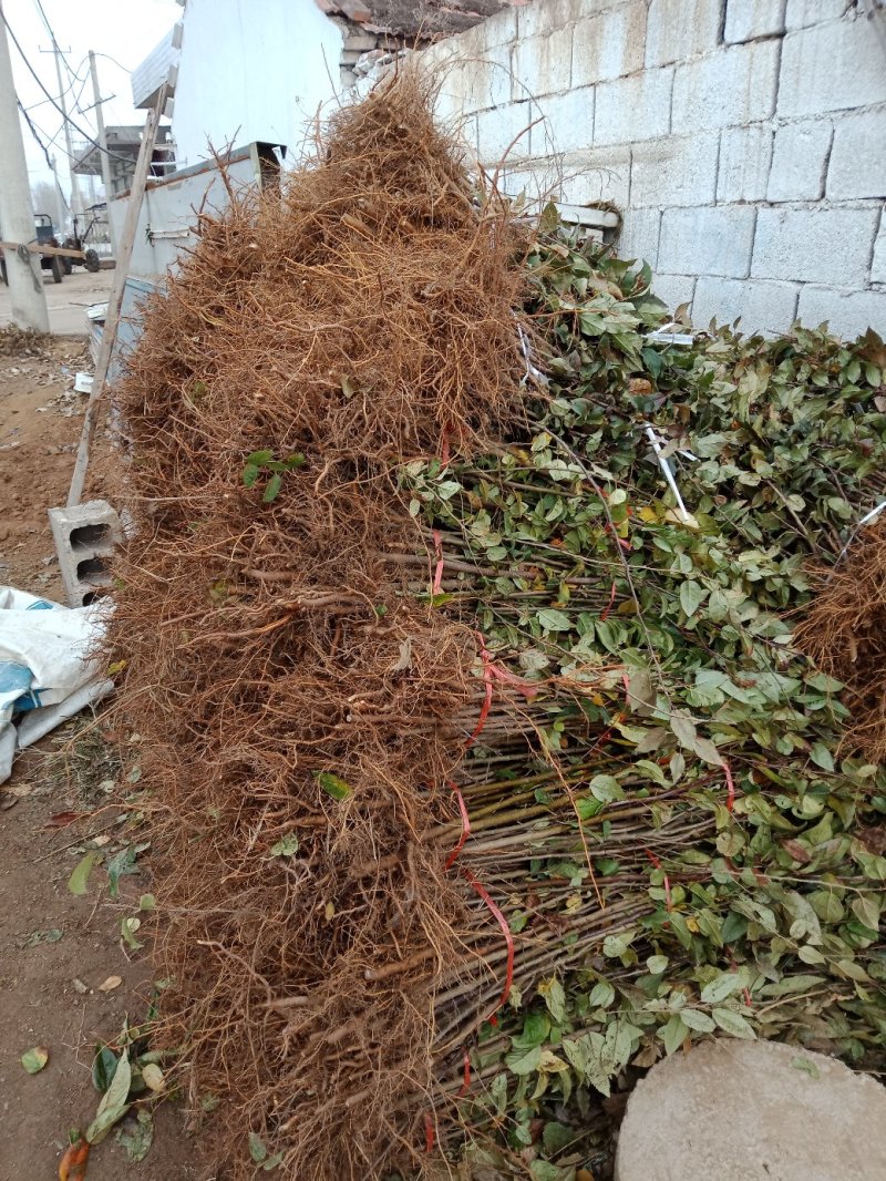 苹果树苗各种成苗，苹果原生苗，海棠苗