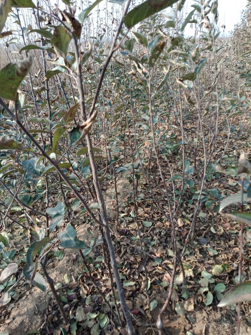 苹果树苗各种成苗，苹果原生苗，海棠苗