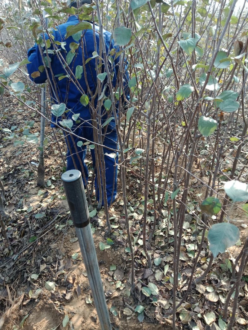 苹果树苗各种成苗，苹果原生苗，海棠苗