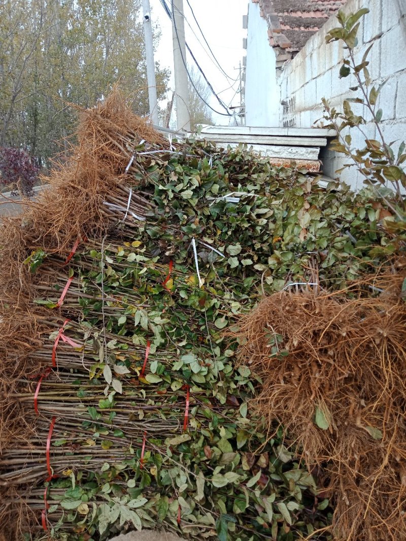 苹果树苗各种成苗，苹果原生苗，海棠苗