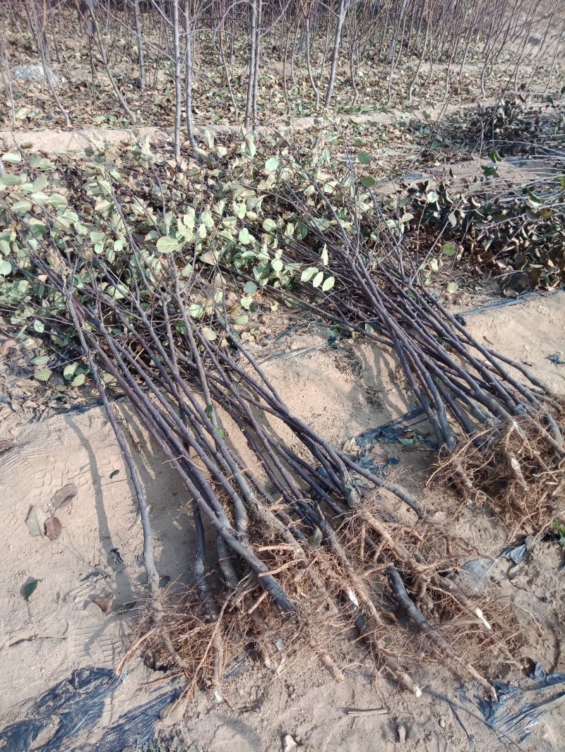 苹果树苗各种成苗，苹果原生苗，海棠苗