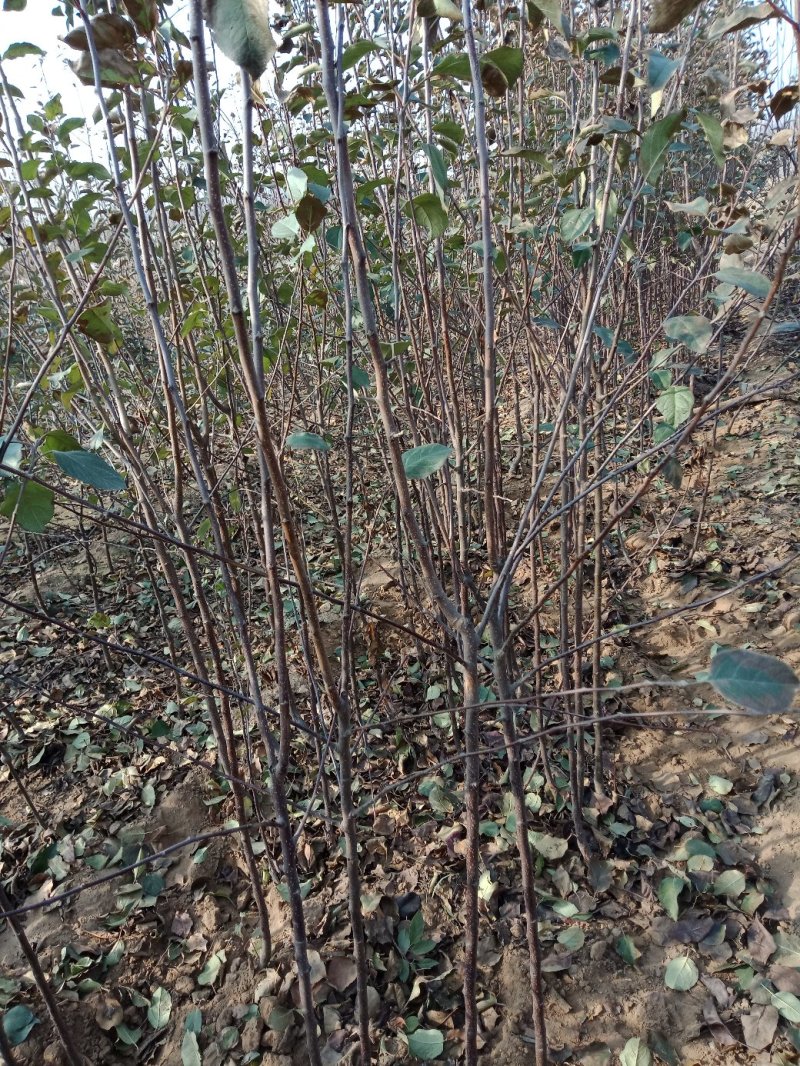 苹果树苗各种成苗，苹果原生苗，海棠苗