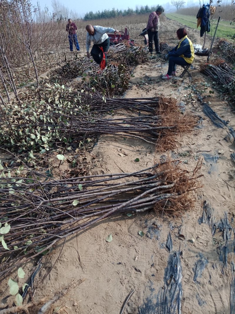 苹果树苗各种成苗，苹果原生苗，海棠苗