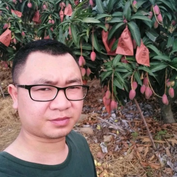 海南，代办，代发，贵妃芒，小台芒，金煌芒，要多少发多少对