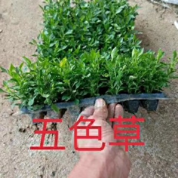 五色草