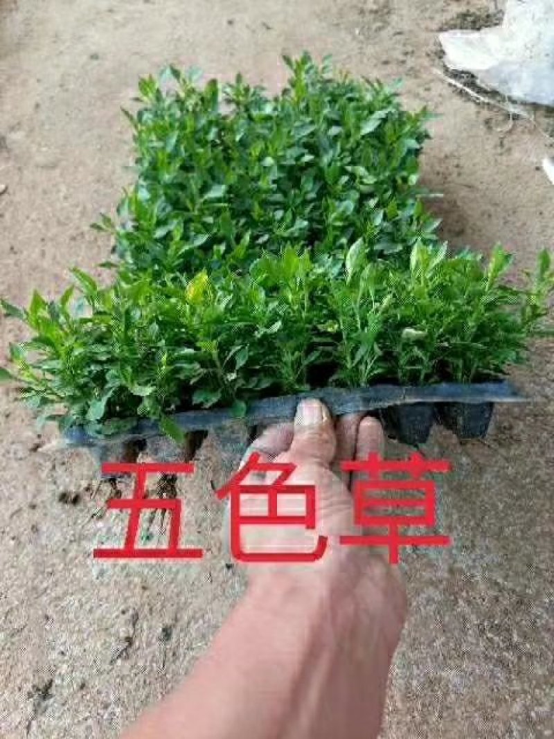 五色草