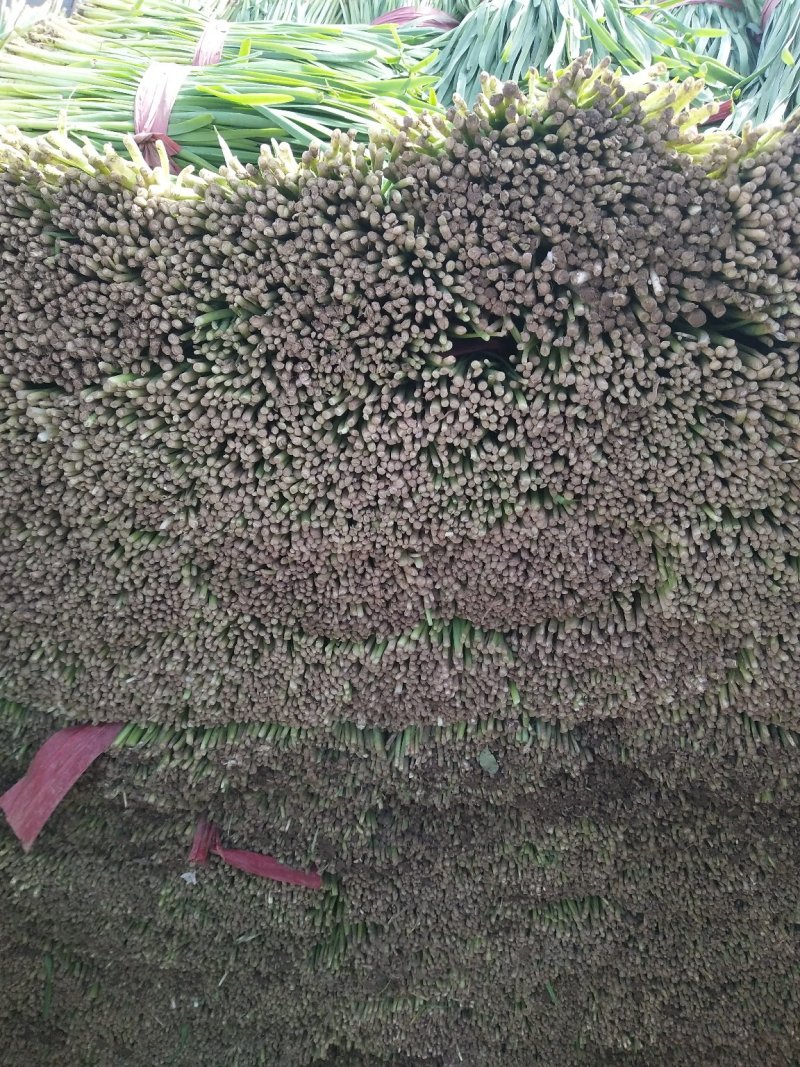 乐亭韭菜秋棚刚刚上市