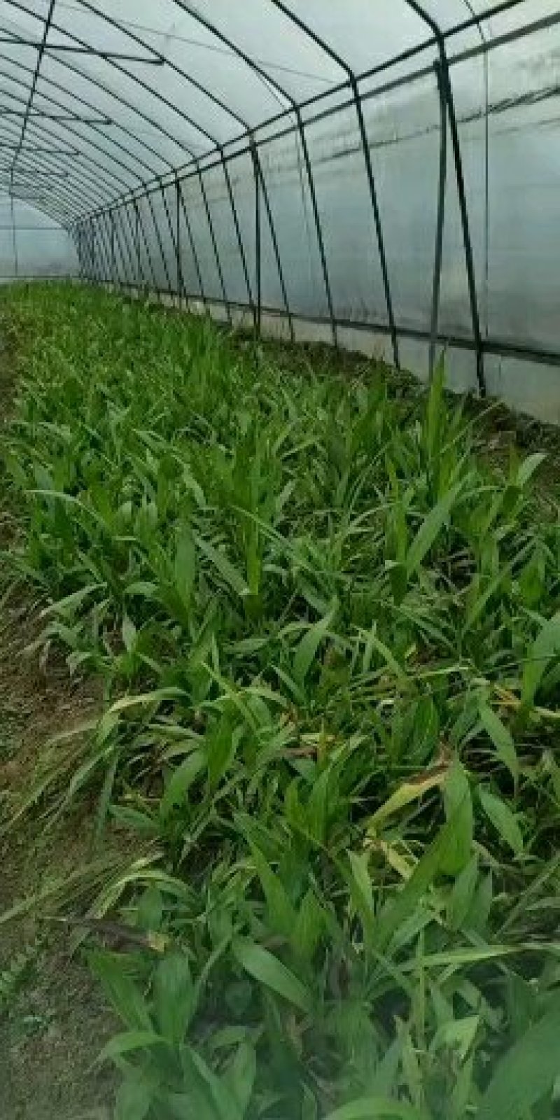 石菖蒲苗苗量大从优