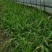 石菖蒲苗苗量大从优