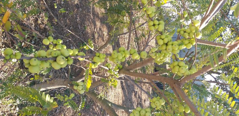 余甘苗，甘甜美味，全国发货