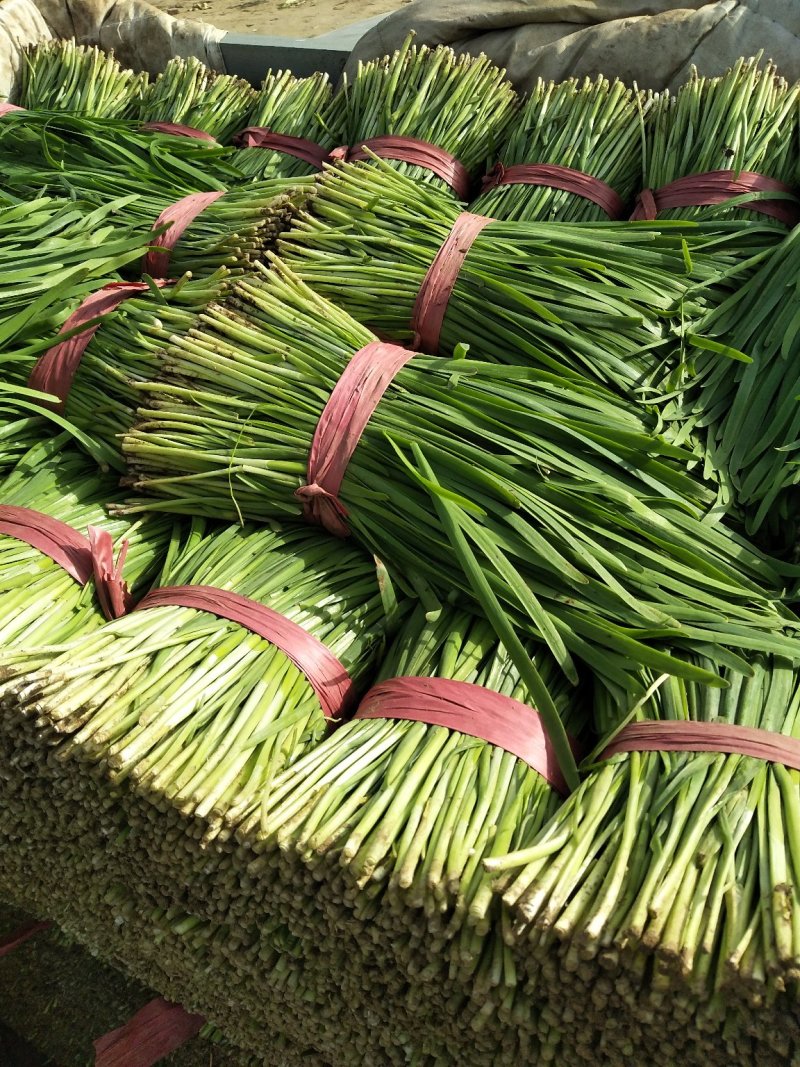 昌黎万亩高质量韭菜基地！小捆活好发全国！关注我接受预定