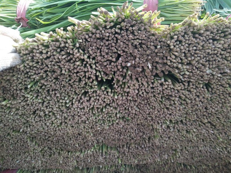昌黎万亩高质量韭菜基地！小捆活好发全国！关注我接受预定