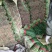 昌黎万亩高质量韭菜基地！小捆活好发全国！关注我接受预定
