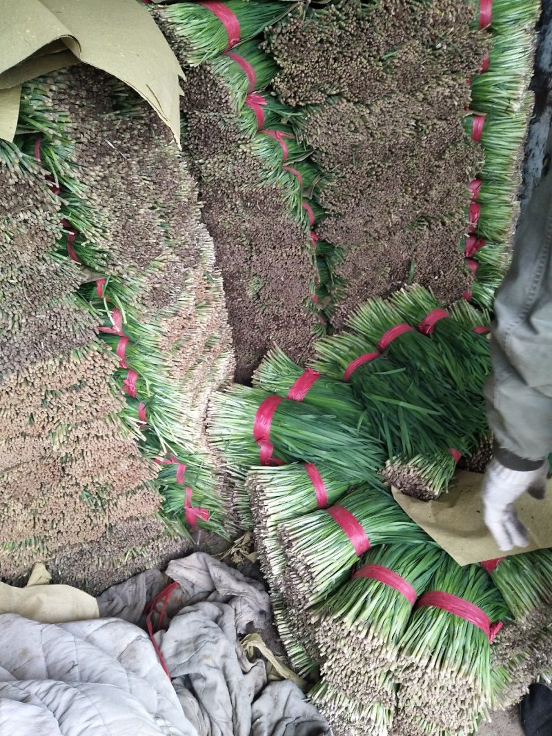 昌黎万亩高质量韭菜基地！小捆活好发全国！关注我接受预定