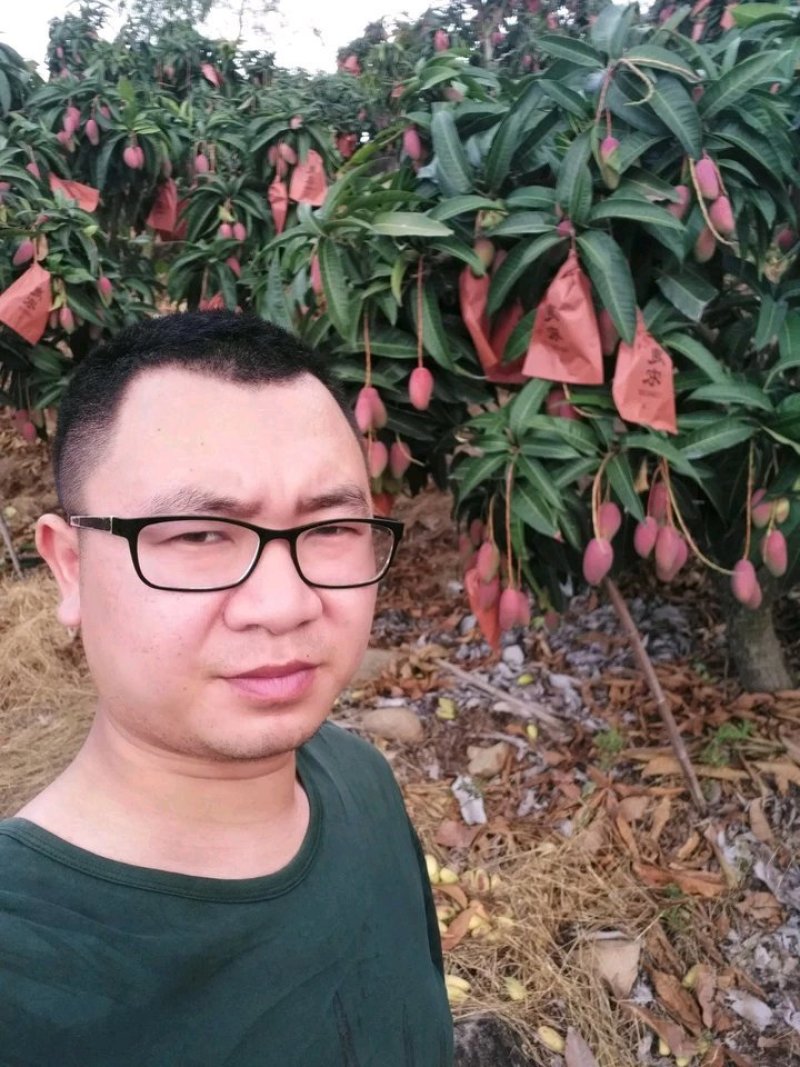 海南，代办，代发，贵妃芒，小台芒，金煌芒，要多少发多少对