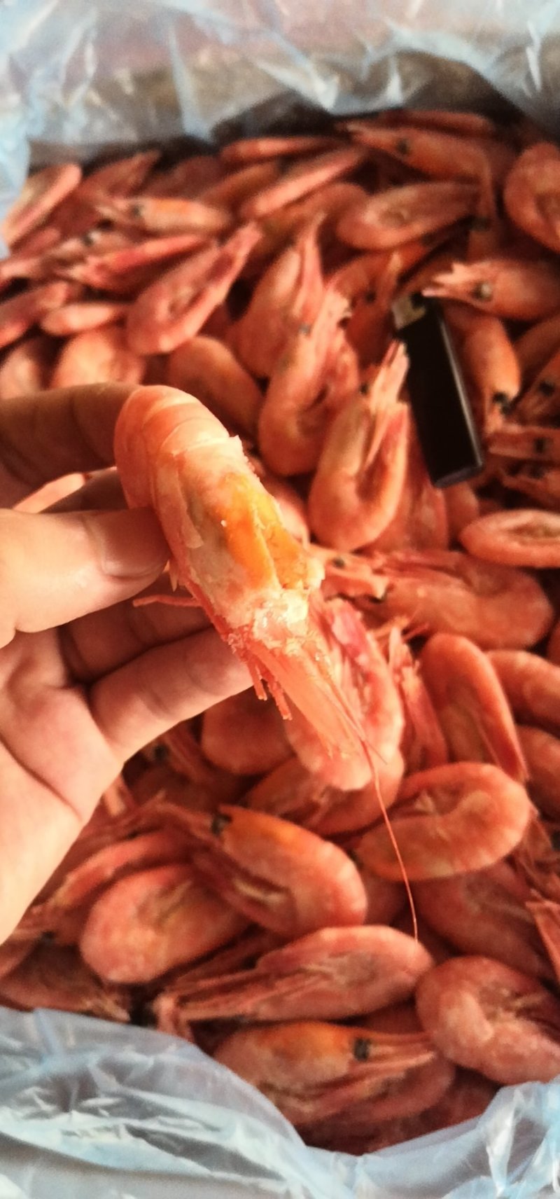 北极虾，冰虾，北极熊，2019新虾，头籽，无黑头