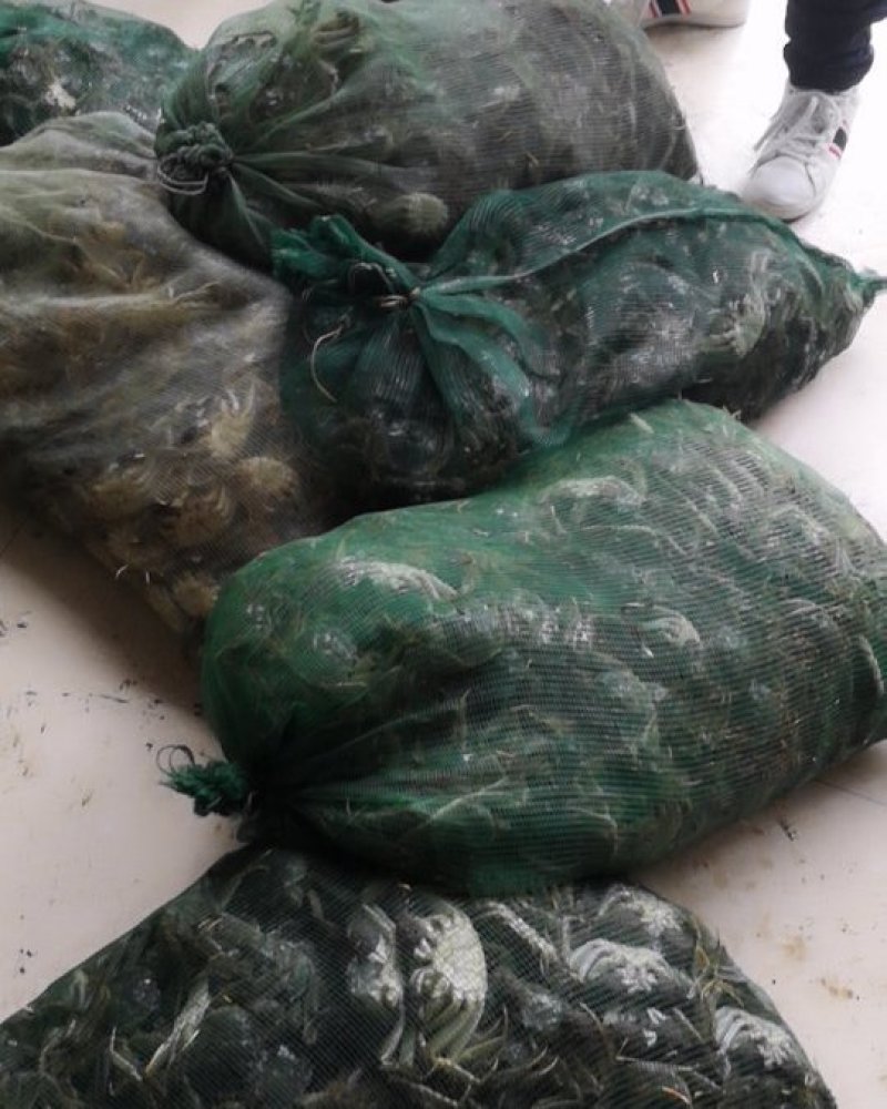 只只保肥稻田蟹毛母可供微商电商网络平台大量供应