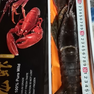 波士顿龙虾，活冻波龙，大龙虾