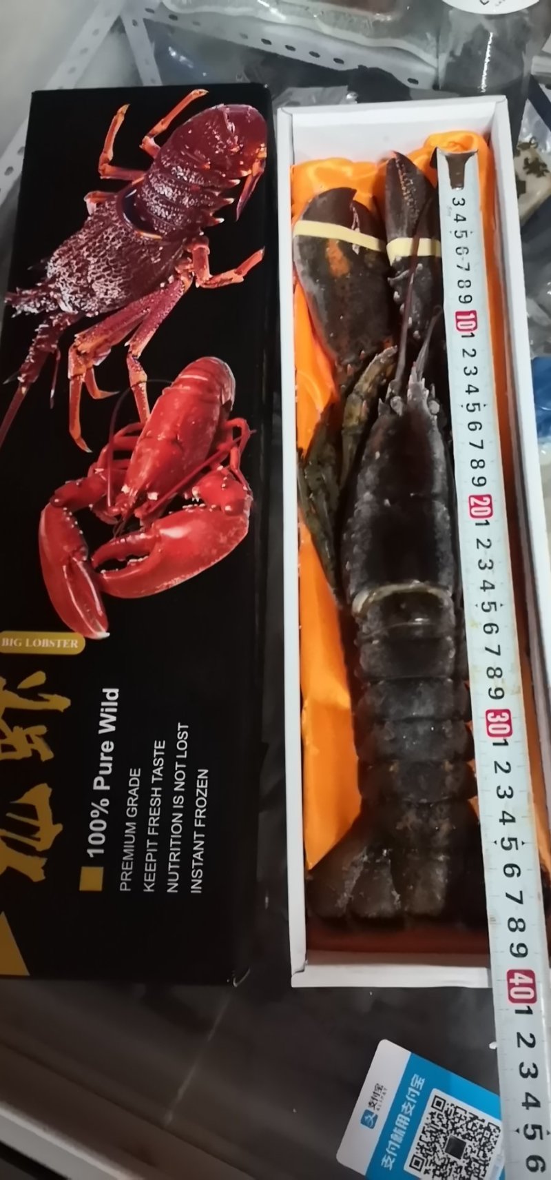 波士顿龙虾，活冻波龙，大龙虾