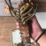 波士顿龙虾，活冻波龙，大龙虾