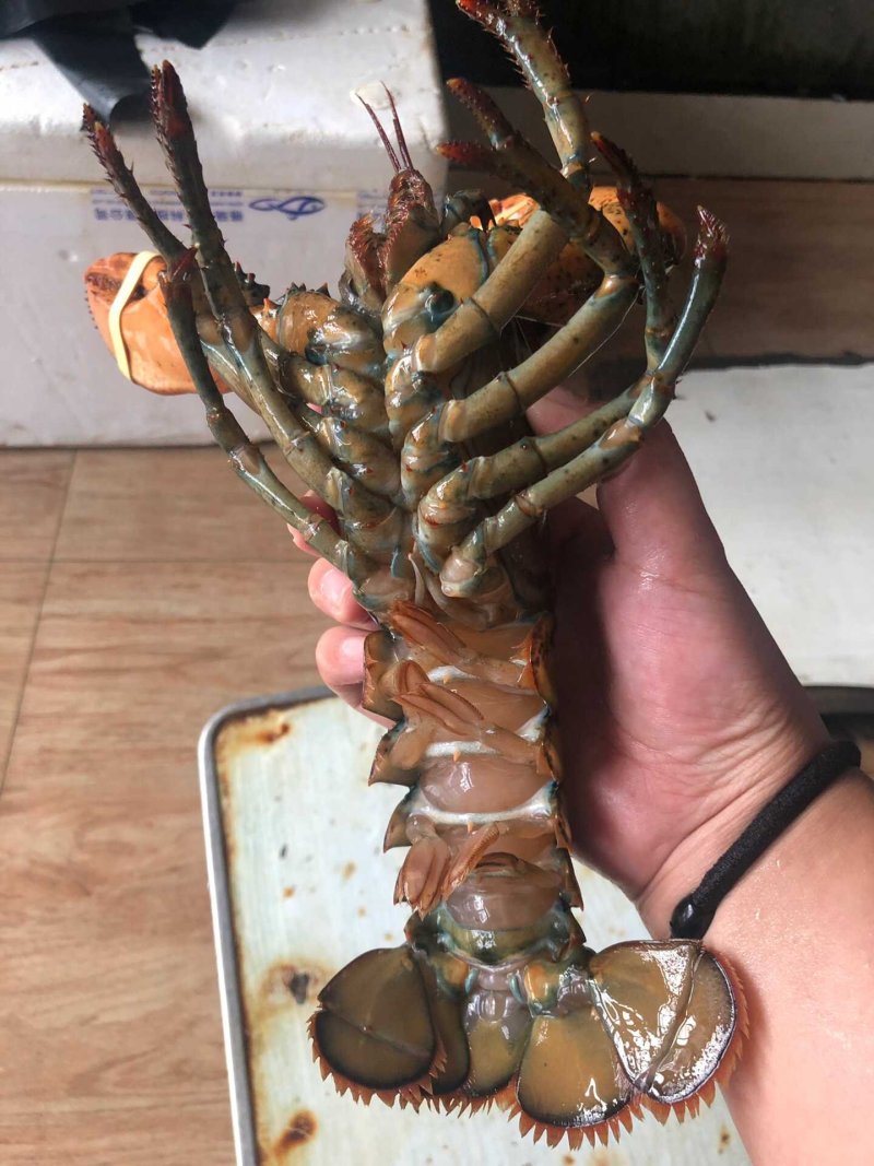 波士顿龙虾，活冻波龙，大龙虾