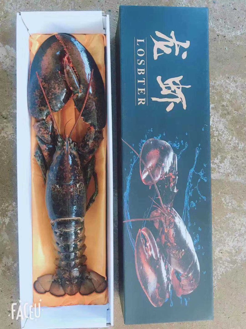 波士顿龙虾，活冻波龙，大龙虾