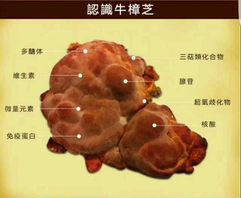 牛樟芝