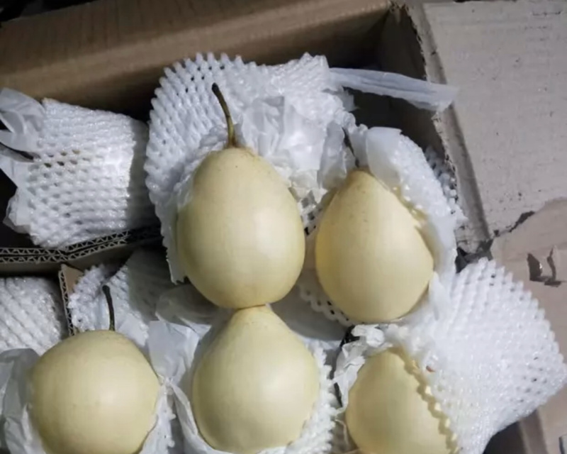 鸭梨产地冷库，货源充足，长年供应！批发零售电商