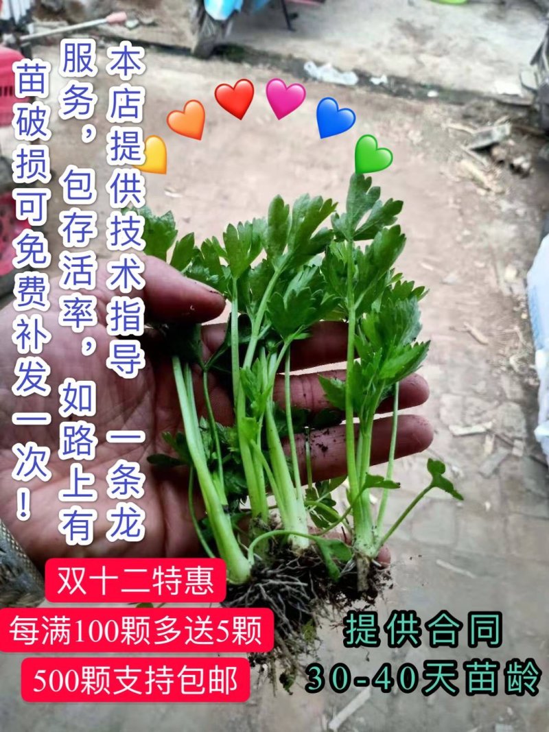 新茬地芹菜苗，法国皇后，香芹，实心芹，地苗，穴盘，