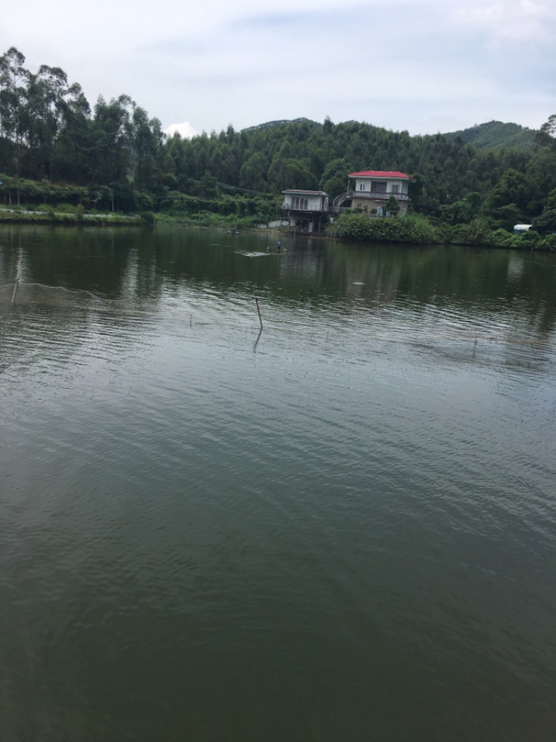 广东精品水库草鱼各种规格塘头直供