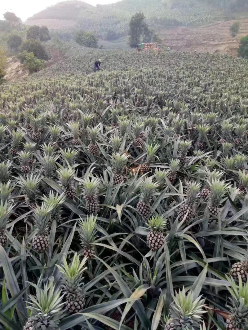 香水小菠萝云南现摘原产地直供支持一件代发