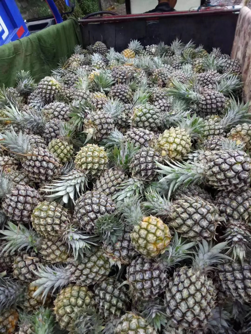 香水小菠萝云南现摘原产地直供支持一件代发
