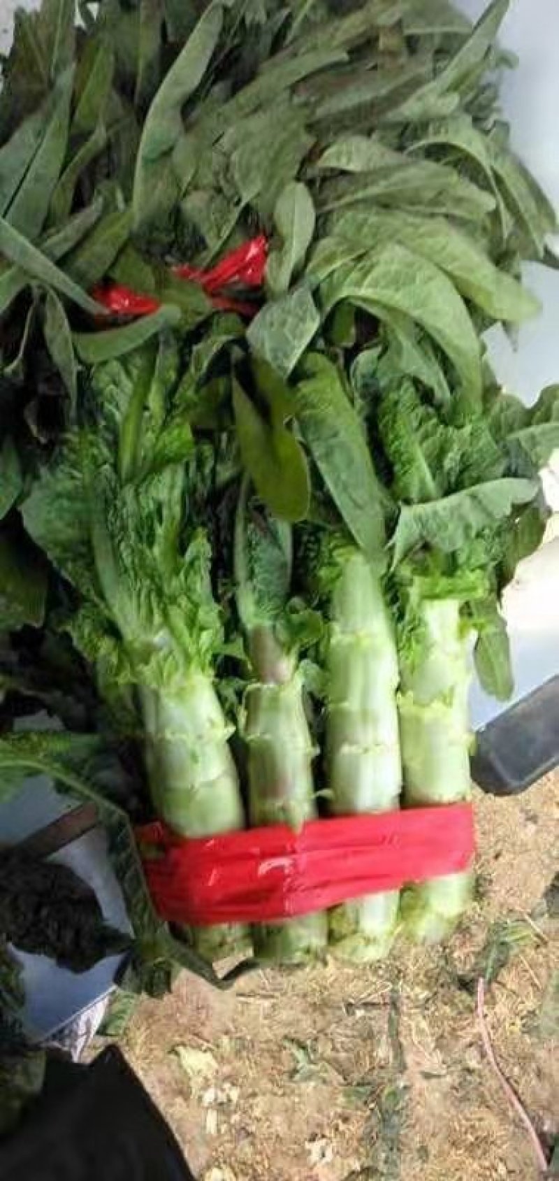 莴苣，基地直供，无空心青肉，商超，电商直供