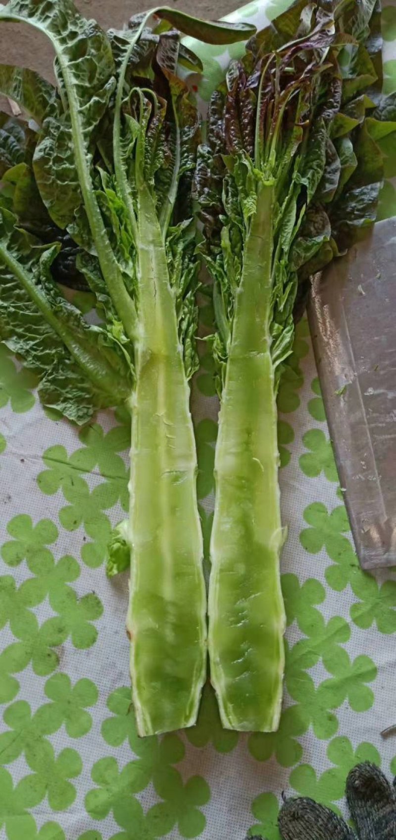 莴苣，基地直供，无空心青肉，商超，电商直供