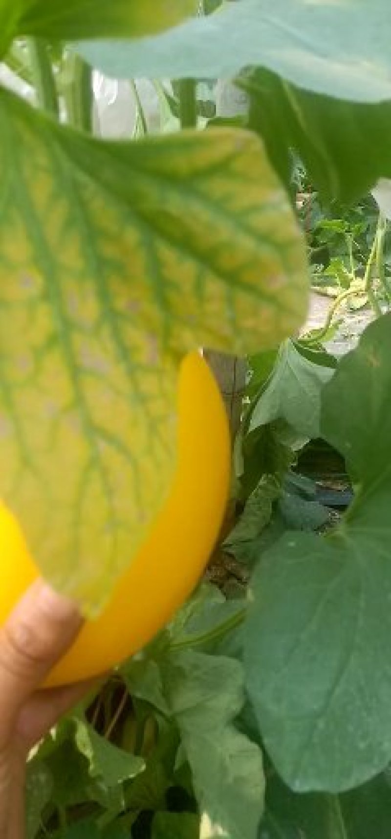 河北久红瑞甜瓜2斤以上通货看棚质量很好颜色红口感甜可代发