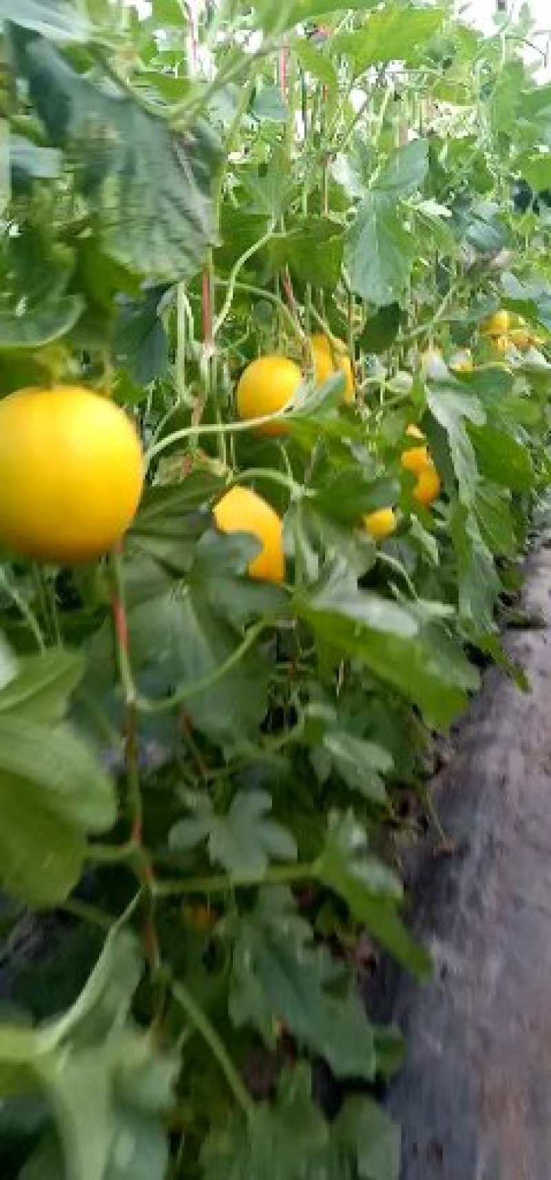 河北久红瑞甜瓜2斤以上通货看棚质量很好颜色红口感甜可代发