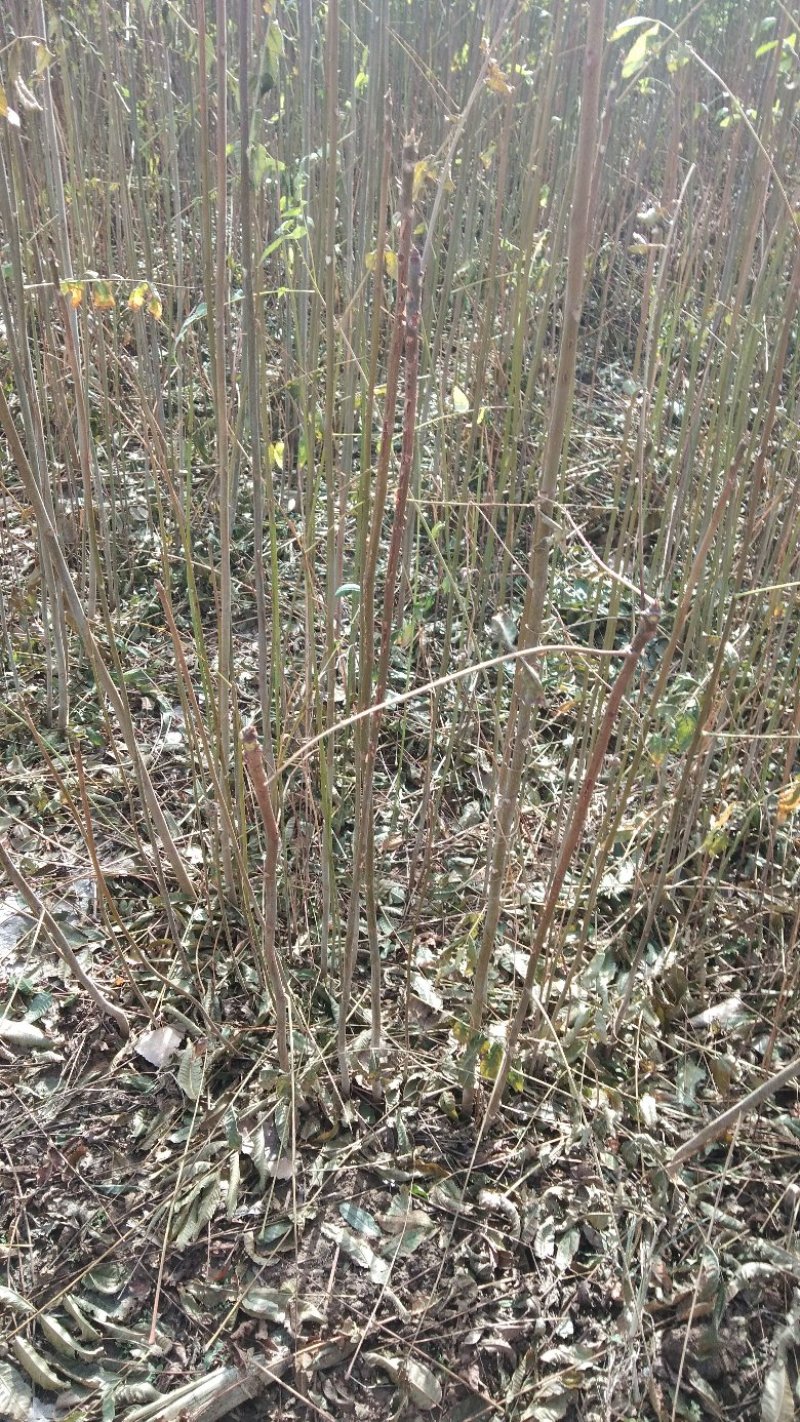 香椿苗自家种植，量大从优