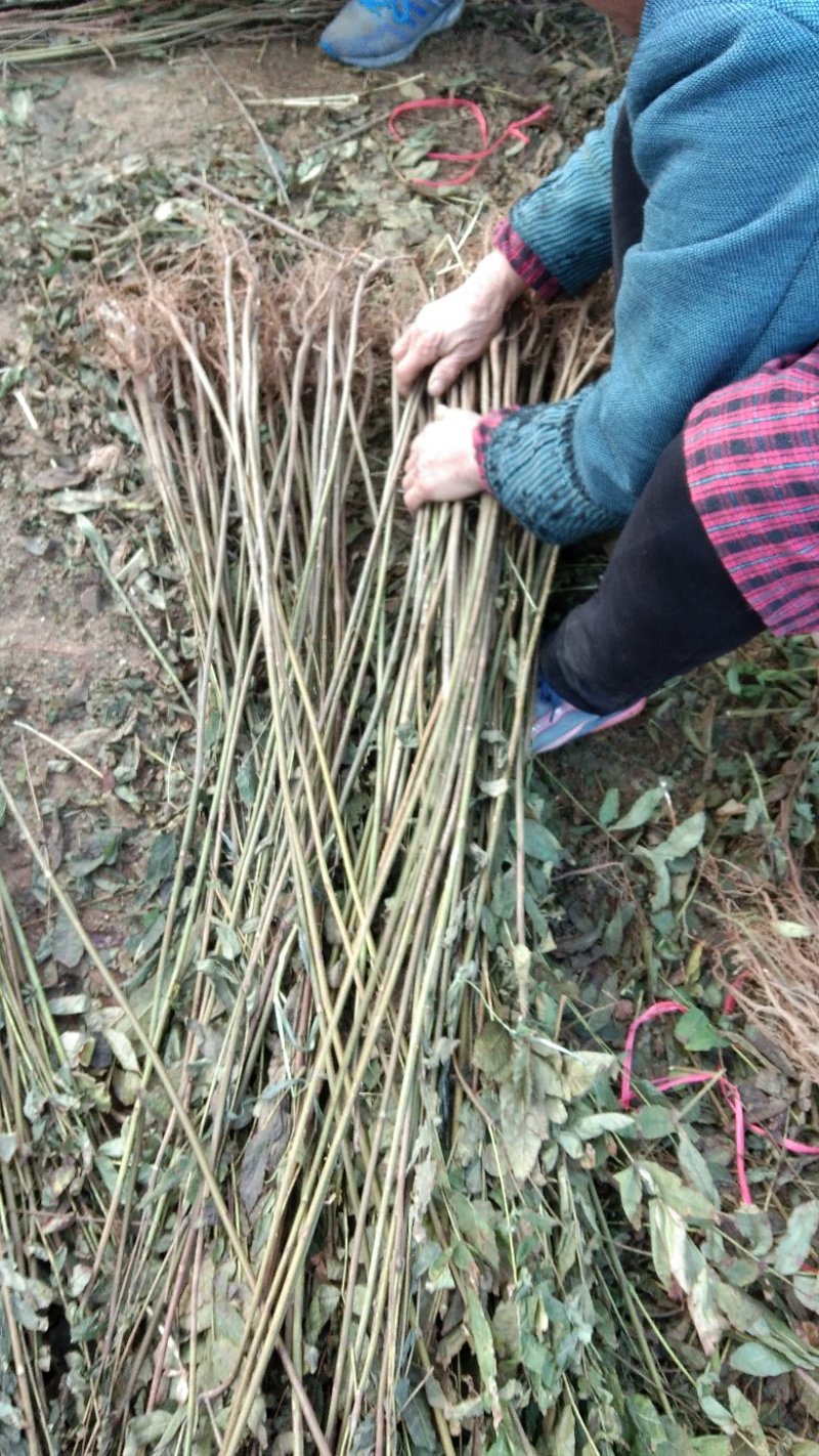 香椿苗自家种植，量大从优