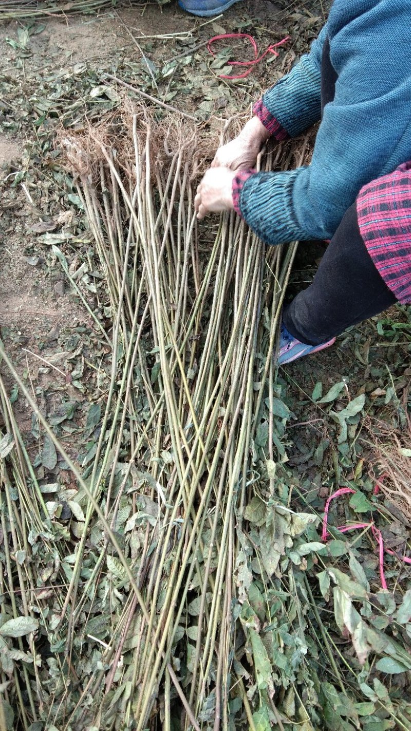 香椿苗自家种植，量大从优