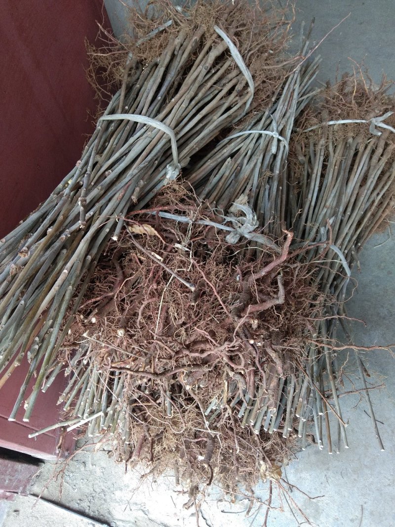香椿苗自家种植，量大从优