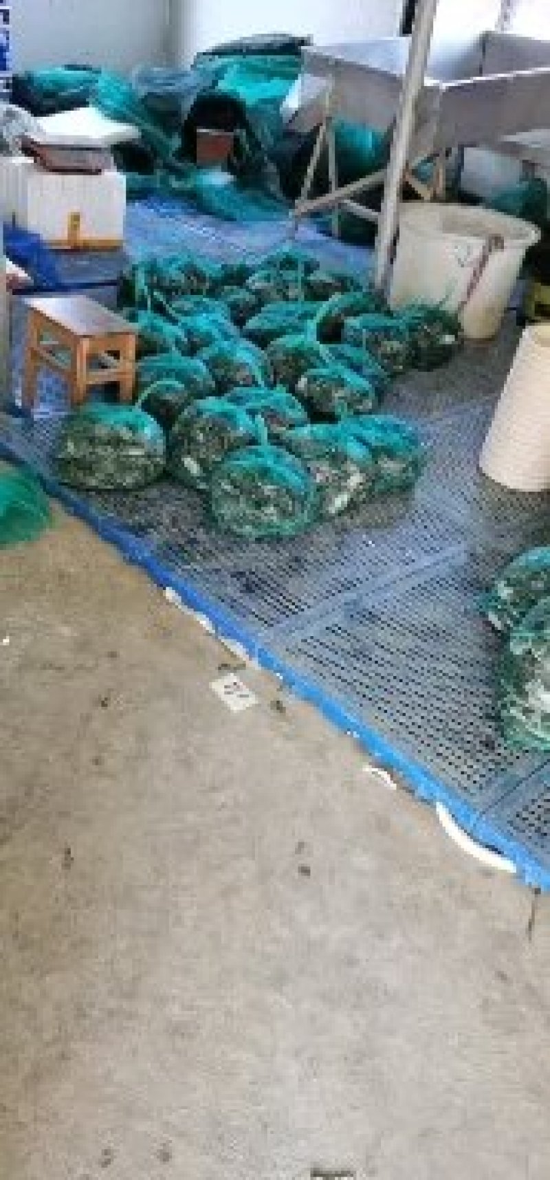 江苏固城湖大闸蟹六月黄大闸蟹酒店大排档批